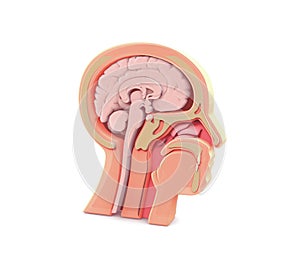 Enlarged image 3D of anatomical illustration of the empty human head.