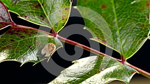 Enlarged tick on a leaf