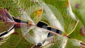 Enlarged tick on a leaf