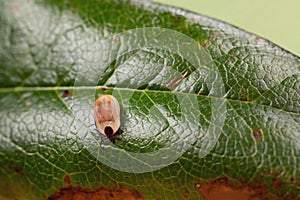 Enlarged tick on a leaf