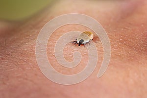 Enlarged tick on a leaf