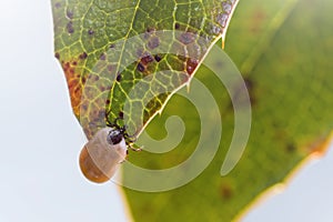 Enlarged tick on a leaf