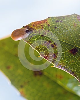 Enlarged tick on a leaf