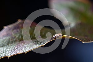 Enlarged tick on a leaf