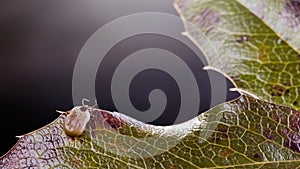 Enlarged tick on a leaf