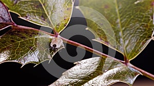 Enlarged tick on a leaf