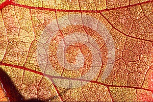 Enlargement of autumn leaves details