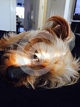 Enlighted dog