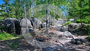 Enlightened birch tree roots surrounded by huge rocks in a forest, nature tourism destination - Adrspach rock city, Czech Republic