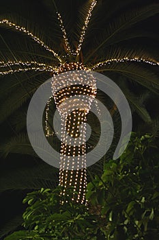 Enlightened christmas palm