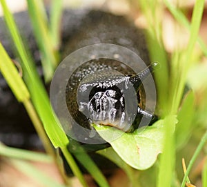 The ennemy of the gardener