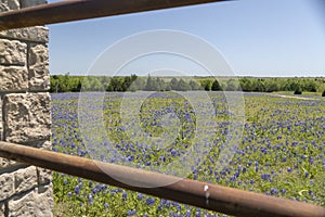 Ennis Texas Bluebonnet Field on Farm