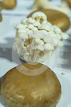 Enoki, also known as enokitake mushrooms, a cultivated, thin, white fungi, used especially in East Asian cuisine