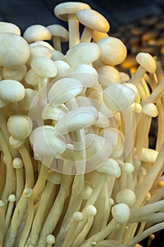 Enoki Edible Japanese Mushrooms