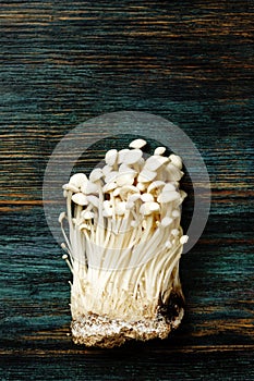 Enoki, Enokitake, Flammulina velutipes, edible mushroom popular in Japanese cuisine