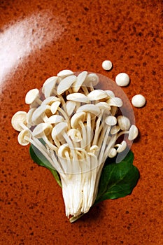 Enoki, Enokitake, Flammulina velutipes, edible mushroom popular in Japanese cuisine