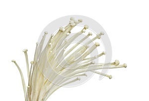 Enoki Mushroom