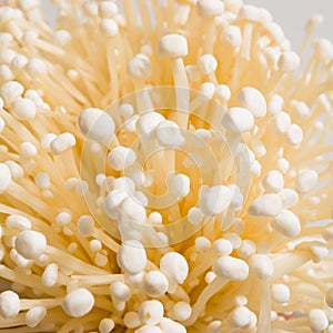 Enoki mushroom