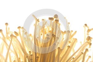 Enoki mushroom