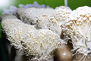 Enoki mushroom farm