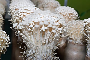 Enoki mushroom farm