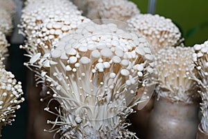Enoki mushroom farm photo