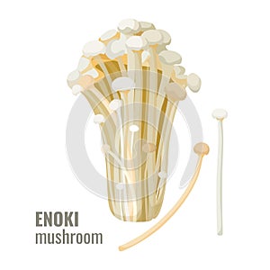 Enoki mushrooms long, thin white golden needle futu or lily mushroom vector