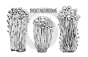 Enoki mushrooms Vector