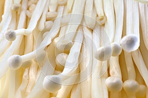 Enoki (Oyster) Mushrooms