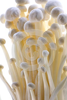 Enoki (Oyster) Mushrooms