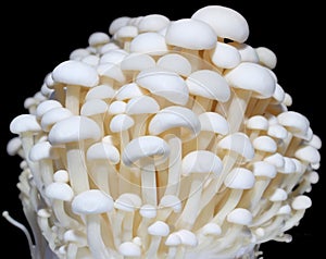 Enokitake or enokiFlammulina velutipes white mushroom