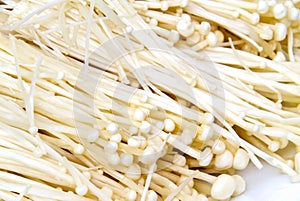 Enokitake or The Golden Mushroom