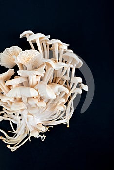 Enokitake group mushrooms