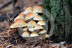 Enokitake mushroom, enoki, futu, seafood mushroom, growing edible gourmet and medicinal fungi on trees. Fungi growing in autumn