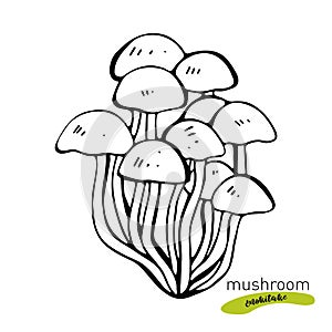 Enokitake mushroom hand drawn vector illustration. Sketch food drawing isolated on white background. Organic vegetarian product.