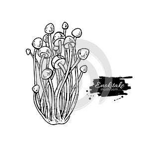 Enokitake mushroom hand drawn vector illustration. Sketch food