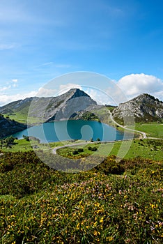 Enol lake in mountains with cows and sheep on green pasture in national park Picos de Europa