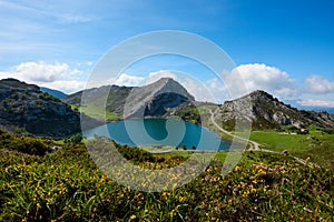 Enol lake in mountains with cows and sheep on green pasture. National park Picos de Europa