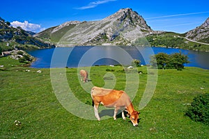 Enol lake at Picos de Europa in Asturias Spain photo