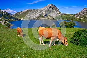 Enol lake at Picos de Europa in Asturias Spain photo