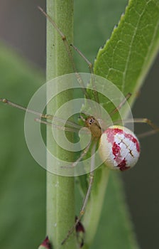 Enoplognatha Spider