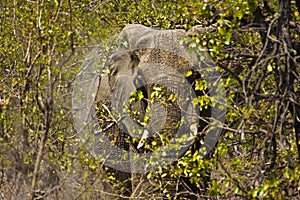 Enormous african elephant in the bush , Kruger National park, South Africa