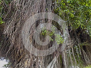 Enormous air root of a tree