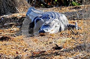 Enormous American alligator walking in wetlands