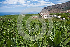 Enormous banana plantation at La Palma