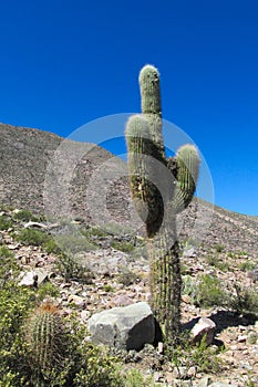 Enormous big cactus Cadron photo