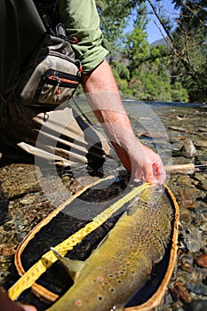 Enormous brown trout caught in the net