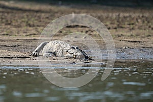 Enormous crocodile basking on sandy beach near water, AI-generated.