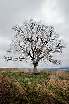 Enormous deciduous tree and cloudy sky