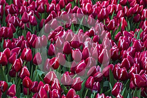 Enormous field of red and white tulips